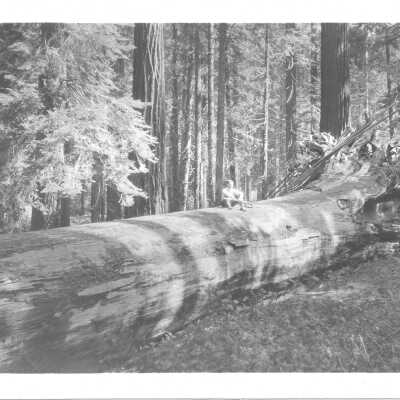 Man on fallen redwood