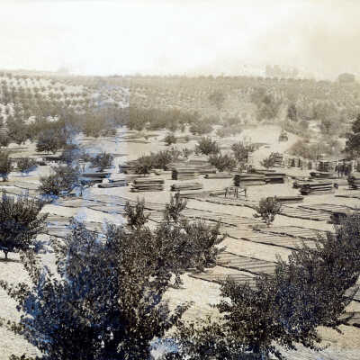 Crandall, F. W. Orchard