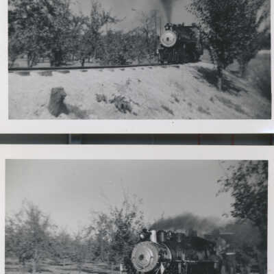BJWCRR in orchard