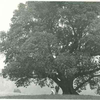 Biggest Madrone