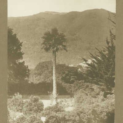 Palm Tree in Los Gatos