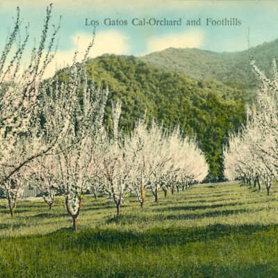 Los Gatos Orchard View