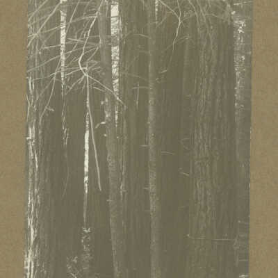 Call of the Wild Redwoods
