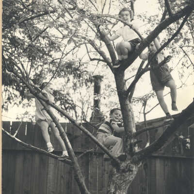 Children climbing a tree
