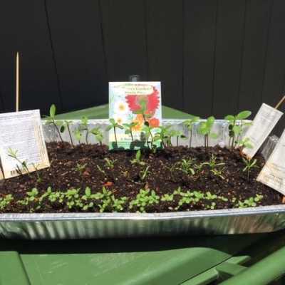 Growing from seeds
