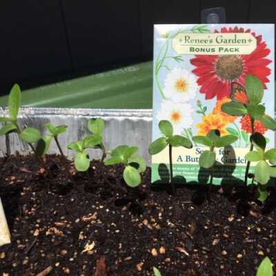 Growing from seeds