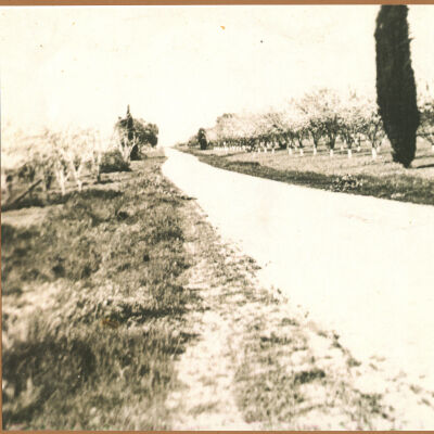 Orchard