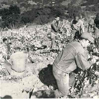 Vineyard Field Workers
