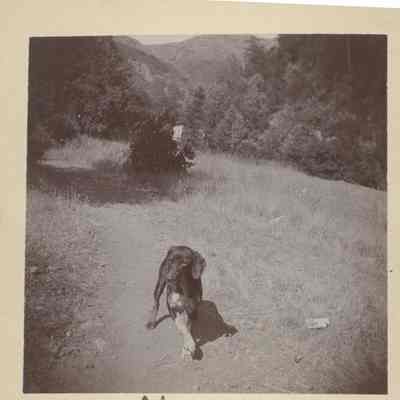 1896 Austrian Gulch