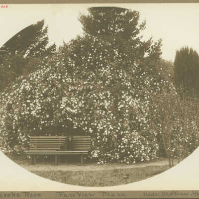 Cheroke Rose Fairview Plaza
