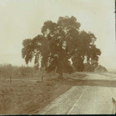 Oak tree in Almond Grove