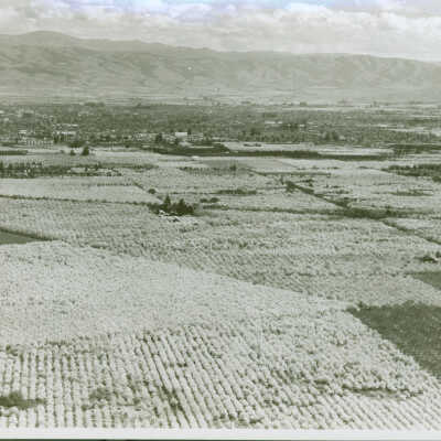 Orchard view southwest