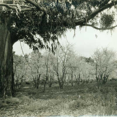 1920 View of orchard