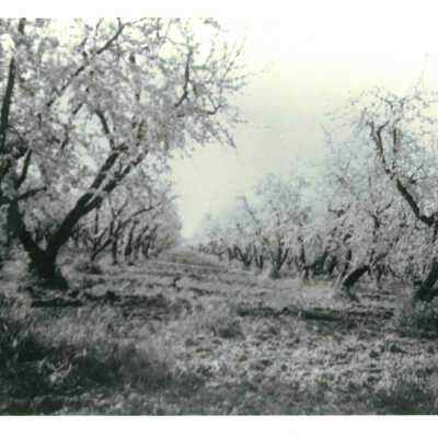 Cilker Family Ranch - Orchard