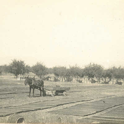 Horse drawn wagon with dried fruit