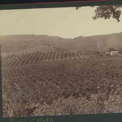 Sacred Heart Novitiate Vineyards