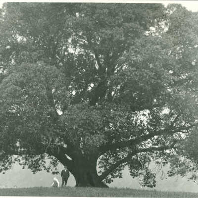 Biggest Madrone