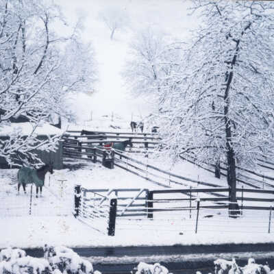 Horses in Snowy Corral