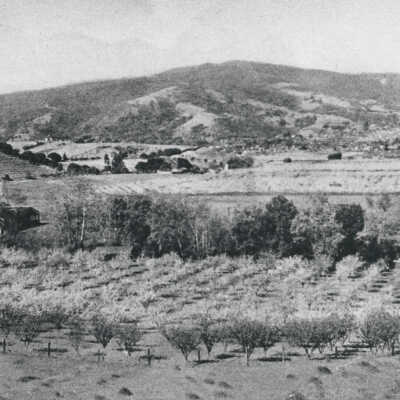 View of orchards