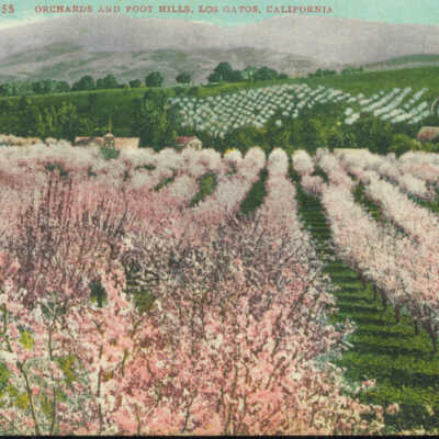 Orchards in bloom in Los Gatos