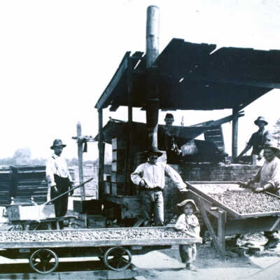 Prune drying operation