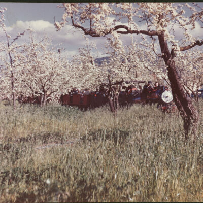 Billy Jones RR in orchard