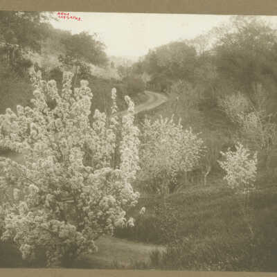 Blossoms near Los Gatos