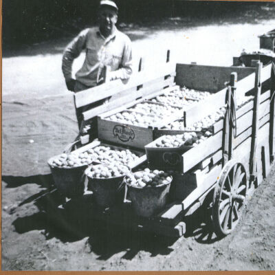 Fruit picked