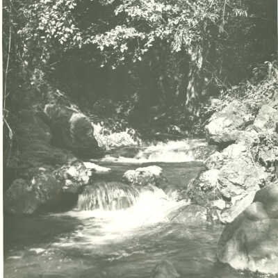 Los Gatos Creek