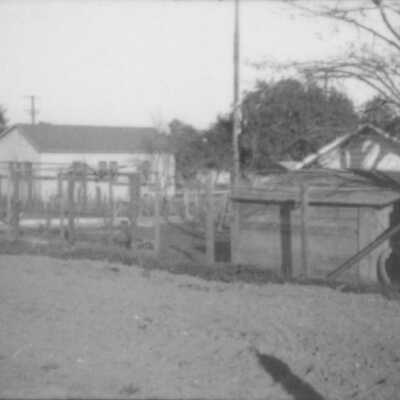 Backyard scene