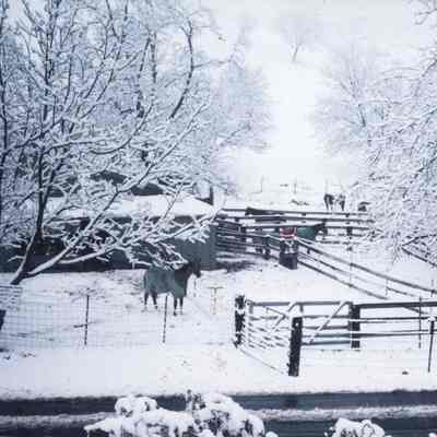 Horses in snowy corral