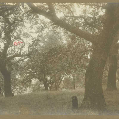 Los Gatos Oaks