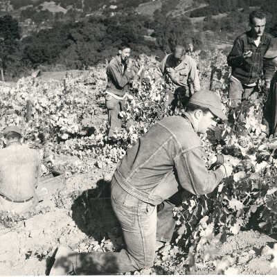 Vineyard Field Workers