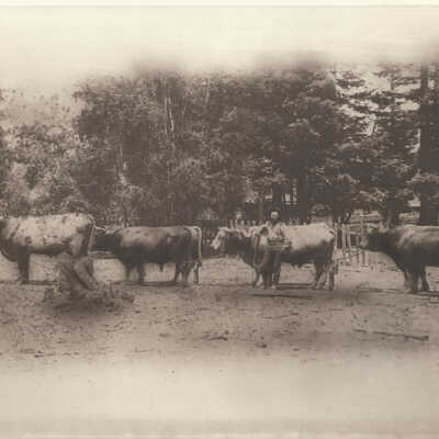 Jones, Seldin with ox team