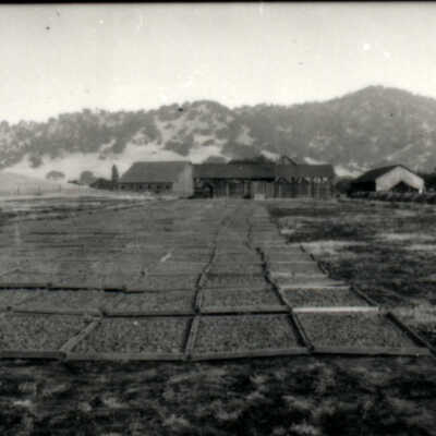 Prunes Drying