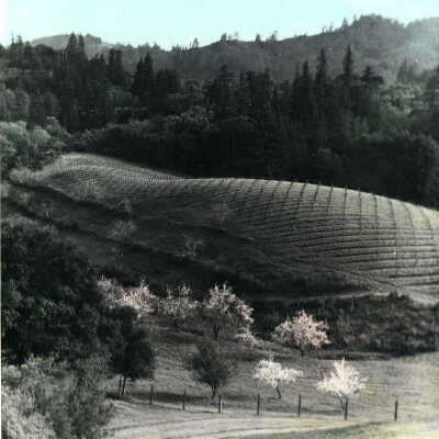 Hillside Vineyard