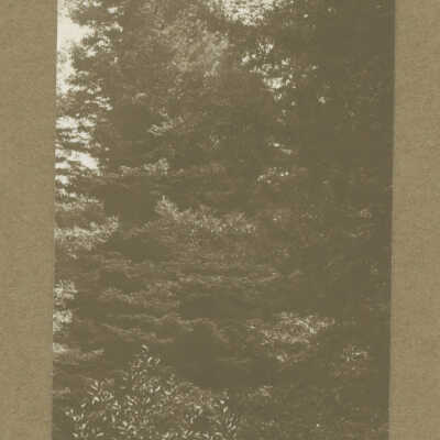 Redwoods at Los Gatos Camp