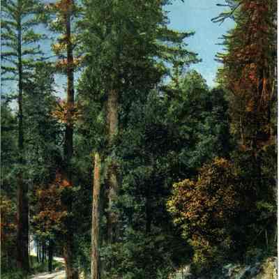 Santa Cruz Mountains