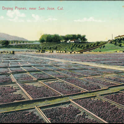 20 Acres of Drying Prunes