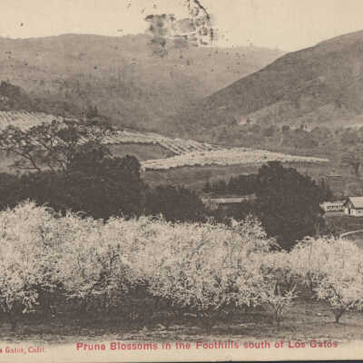 Prune blossoms