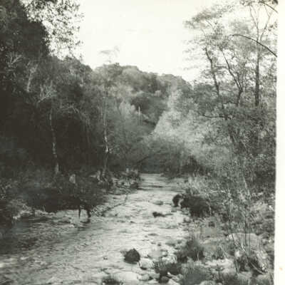 Los Gatos Creek