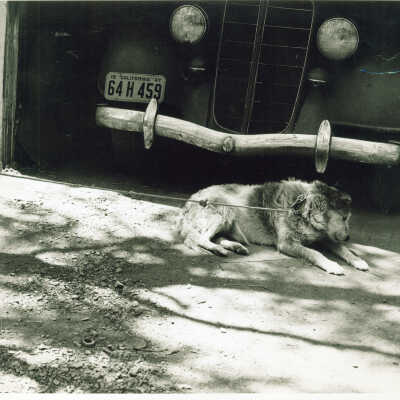 Unhappy Dog