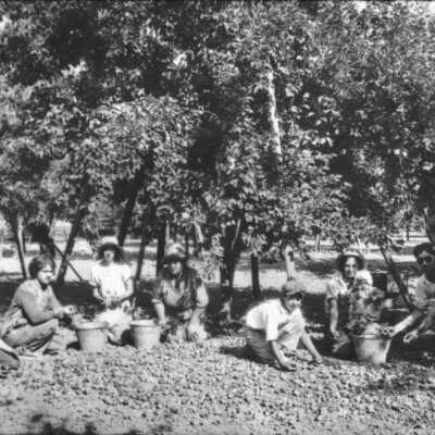 Prune Pickers