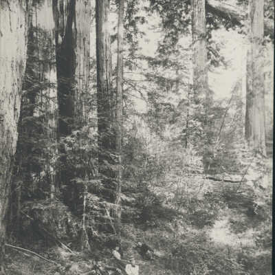 Santa Cruz Mountains