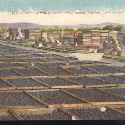 Prune yard in Santa Clara Valley