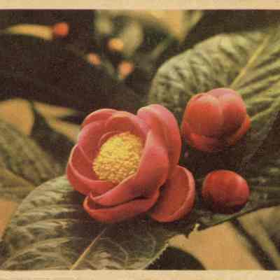 Two North Vietnamese Propaganda Leaflets for American Soldiers