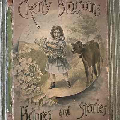 “Cherry Blossums- “Stories and Pictures”