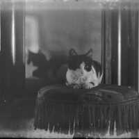 Negative, glass plate