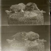 Negative, glass plate