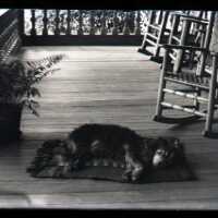 Negative, glass plate